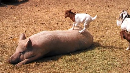 Baby goat plays with huge pig