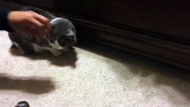 Cat grabs treats from beneath bed