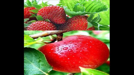 سورہ الملک Surat al Mulk