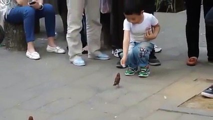 pájaros recaudan dinero