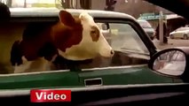 Binek Otomobile Koyun Değil inek Sığdırdılar