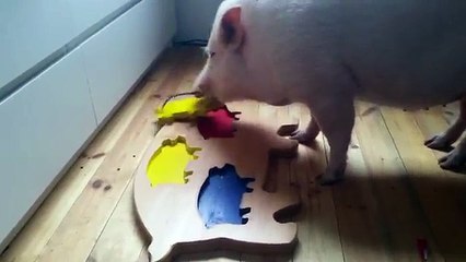 Un cochon résout un puzzle en bois