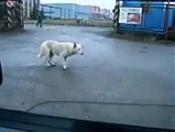 Dancing dog very funny.