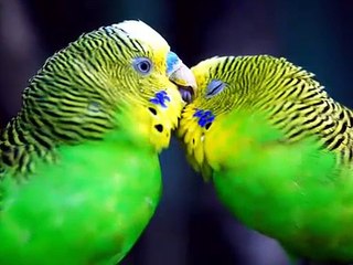 Love Birds Heart Touching Love Stories