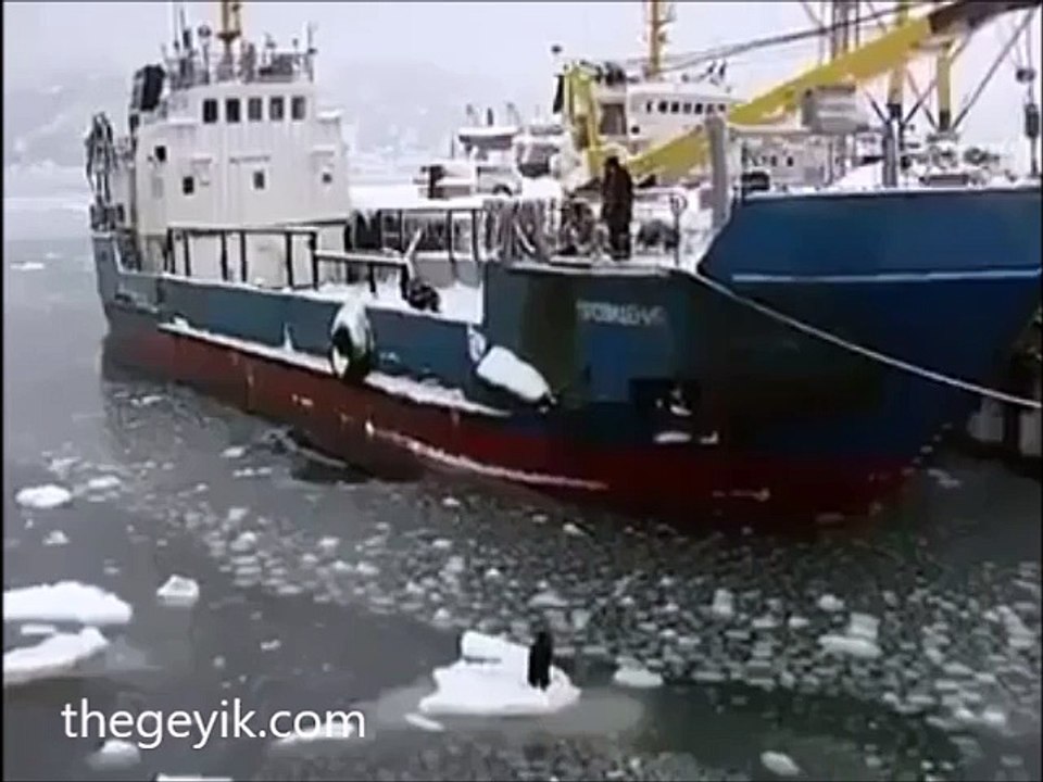 Köpek kurtarma operasyonu