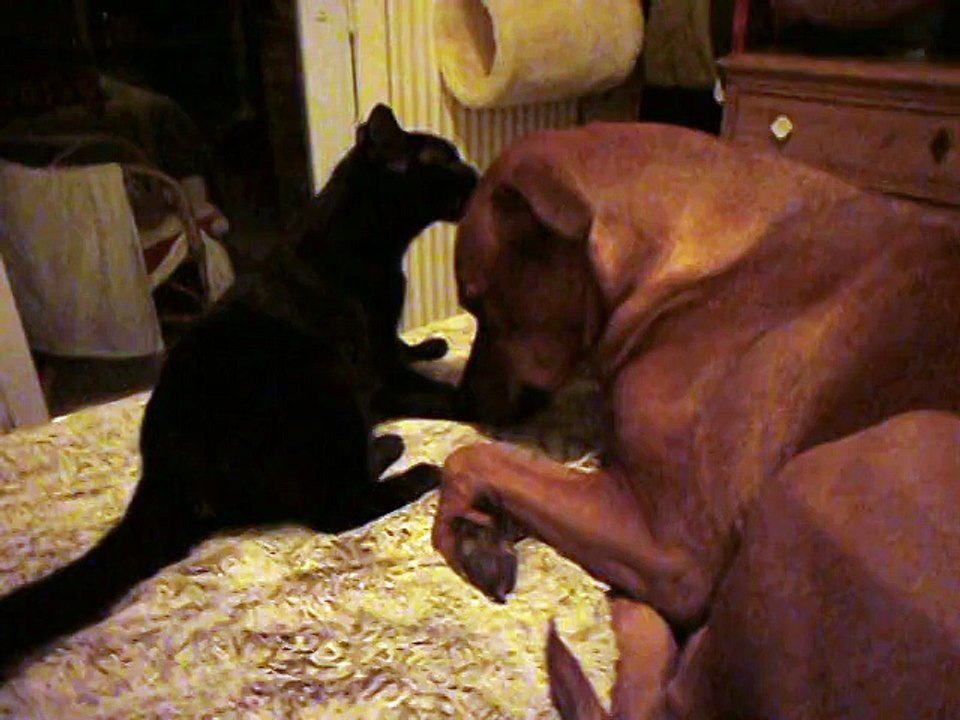 Joy faisant un calin à Eros 14/02/2015