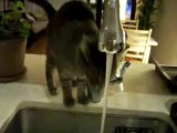 Cat Drinking from Sink | Funny Videos