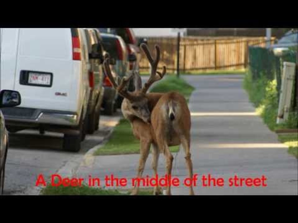 Wildlife in Canada (summer 2012)
