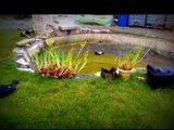 Agrandissement d'un bassin pour carpes kois