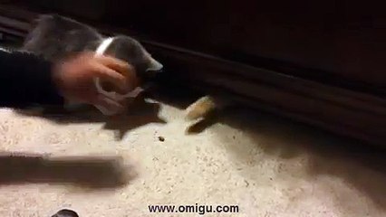 Cat grabs treats from beneath bed
