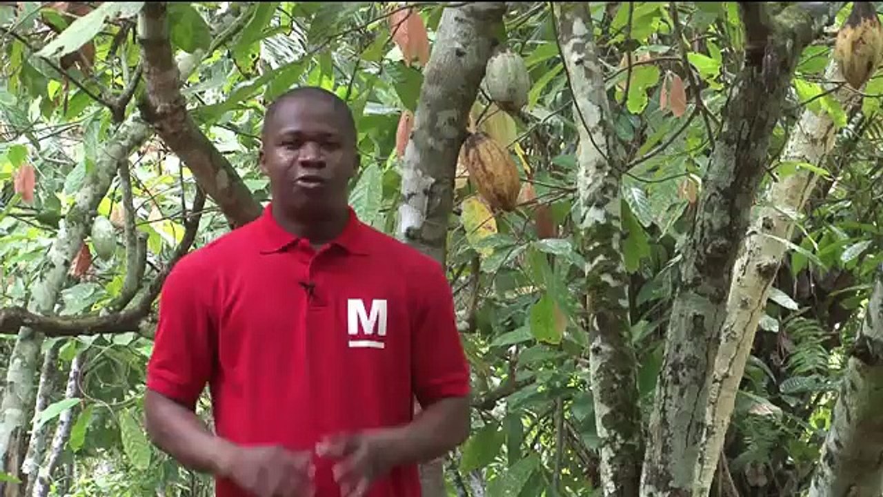 First taste of chocolate in Ivory Coast