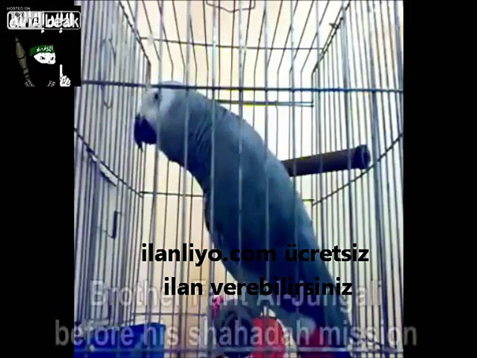 Allhu Ekber Diyen Papağan