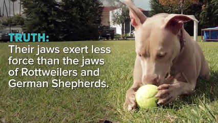 8 Pit Bull Lies You Might Believe