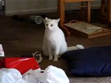 the evil cat speaks. | Funny Videos