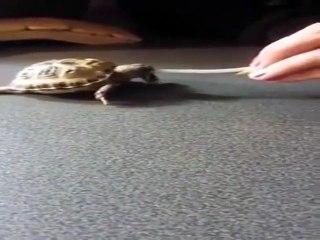 Watching This Tortoise Eat A Beansprout As Big As He Is Has Just Absolutely Made...