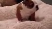 Bulldog puppy enjoying his new bed ~~~ More Amazing Article , Please Visit h...