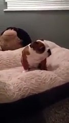 Bulldog puppy enjoying his new bed ~~~ More Amazing Article , Please Visit h...