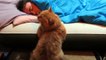 Приколы ! Кот ждет пока не проснется хозяин! Cat waits until he wakes up !