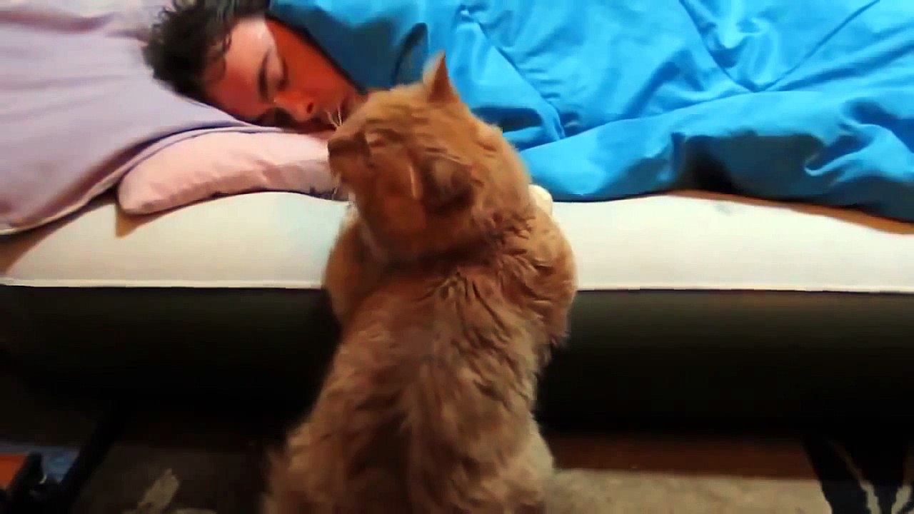 Приколы ! Кот ждет пока не проснется хозяин! Cat waits until he wakes up !