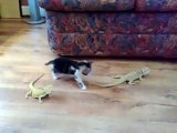 Adorable Kitten Freaked Out By Lizard -
