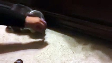 The mysterious treat grabber