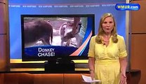 Bear chases donkeys