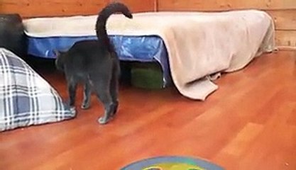 Kitten Scares Mama Cat