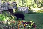 Woman Scares Bear By Yelling -