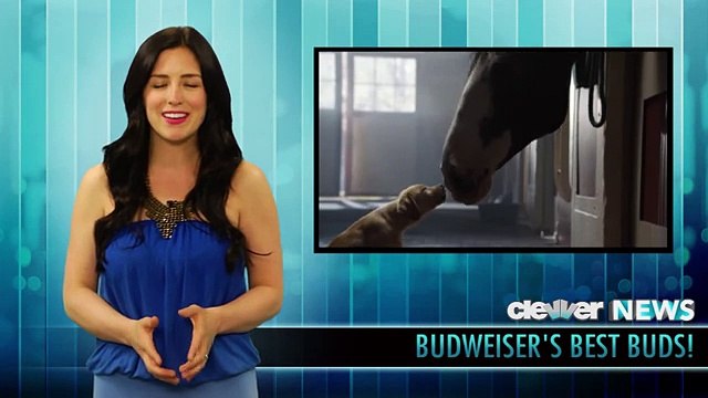 Budweiser Clydesdale Puppy Love Super Bowl 2014 Commercial (Low)