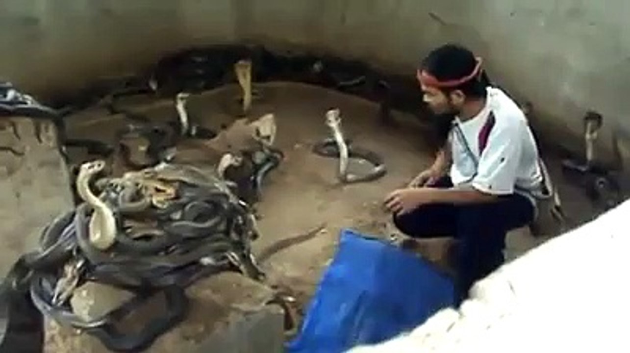 Ye Banda kya Bala hai ? کوبرا سانپوں سے کھیلتا یہ بندہ کیا بلا ھے ؟