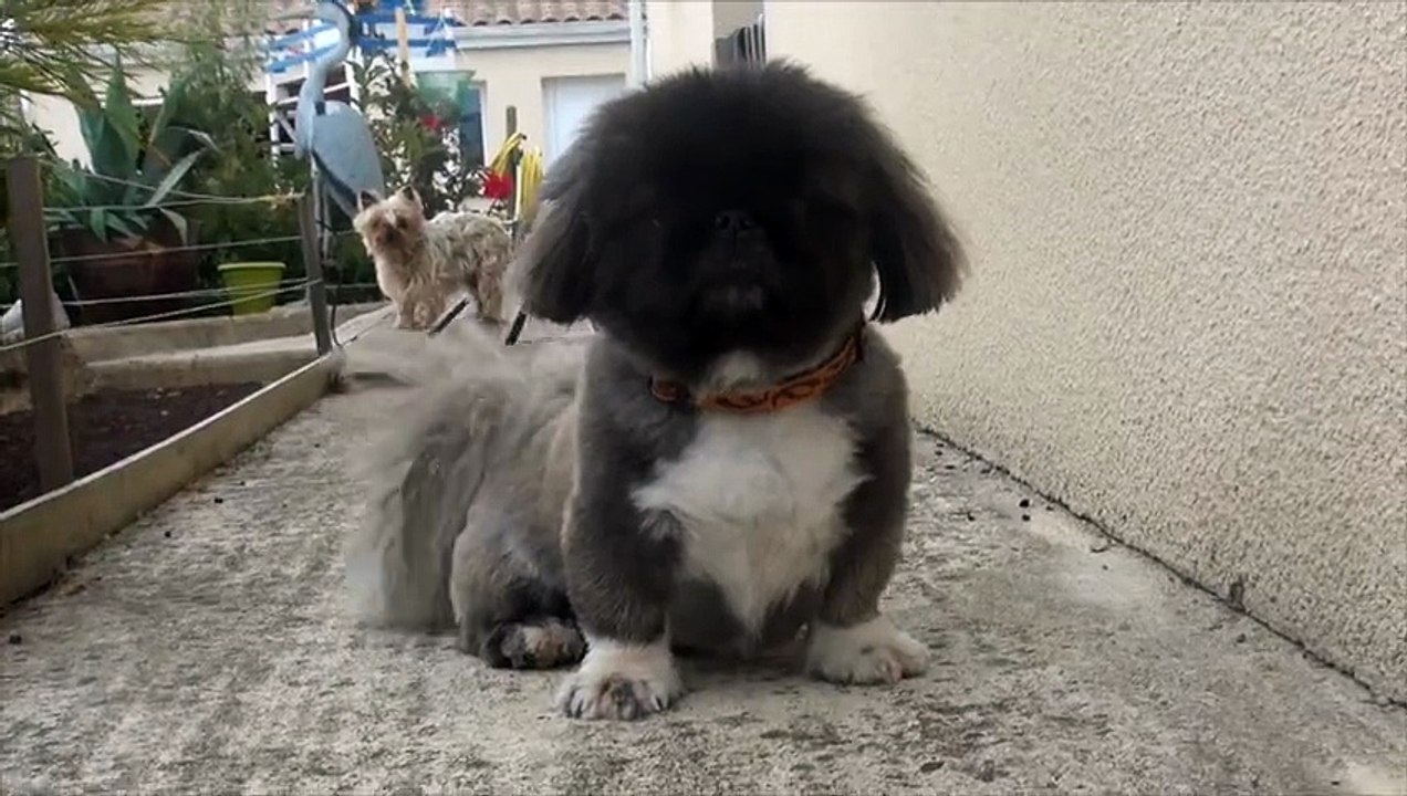 boubou