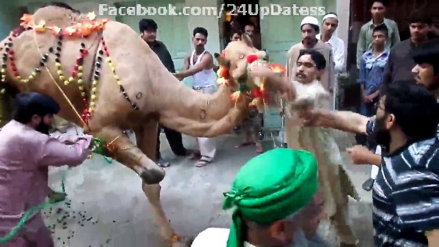 Camel Qurbani Eid ul Azha (Adha) October 2014 Must Watch!!!