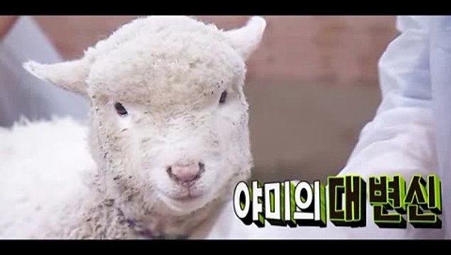애니멀즈 4회 150215 HD FULL 애니멀즈 4화 윤석 서장훈 조재윤 윤도현 돈스파이크 기상송