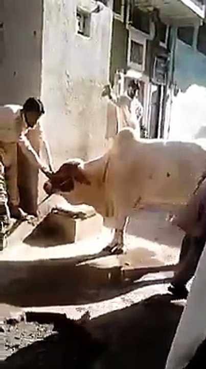 WWE Cow in Pakistan