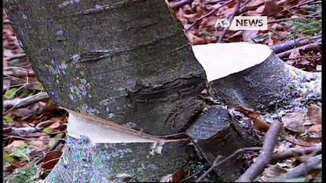 SCHIACCIATO DA UN ALBERO, MUORE DAVANTI ALLA MOGLIE