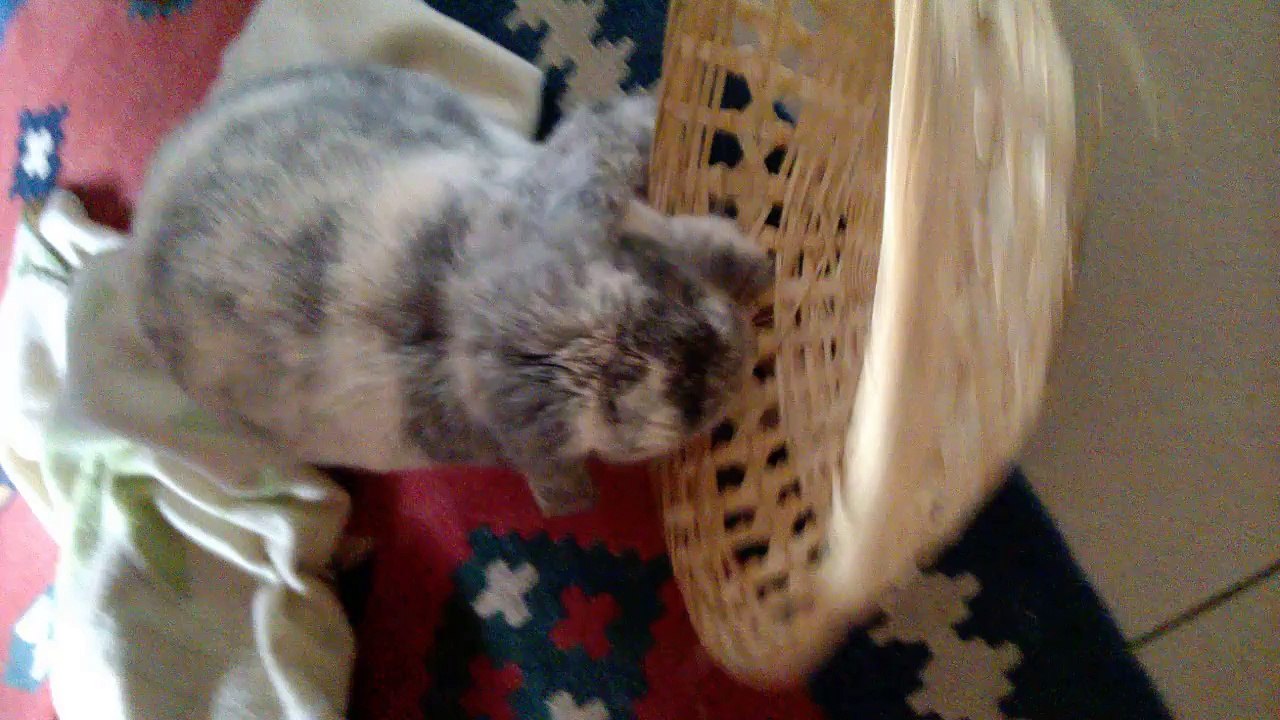 Lapin s'amuse suite