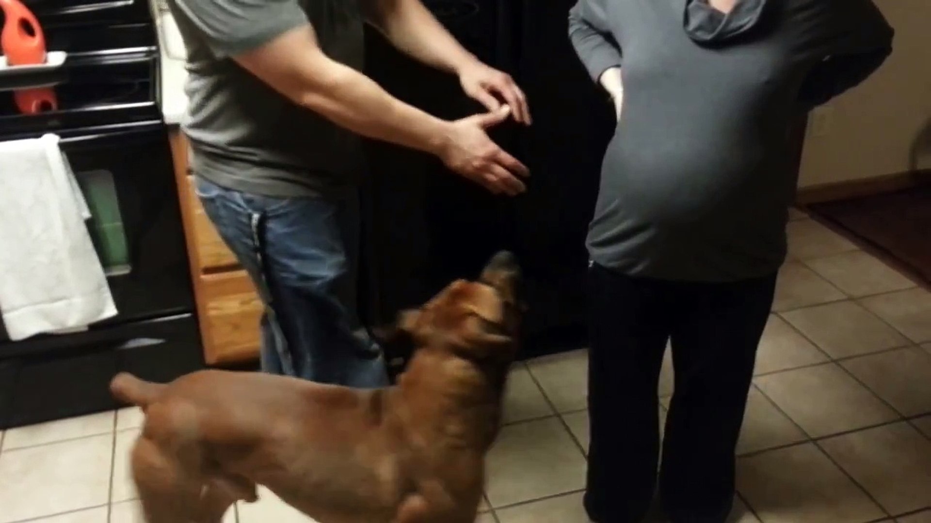 Un chien protège le ventre d'une femme enceinte - Vidéo Dailymotion