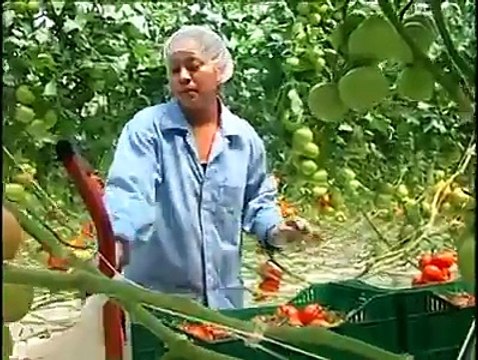 Tomato production. Must watch.