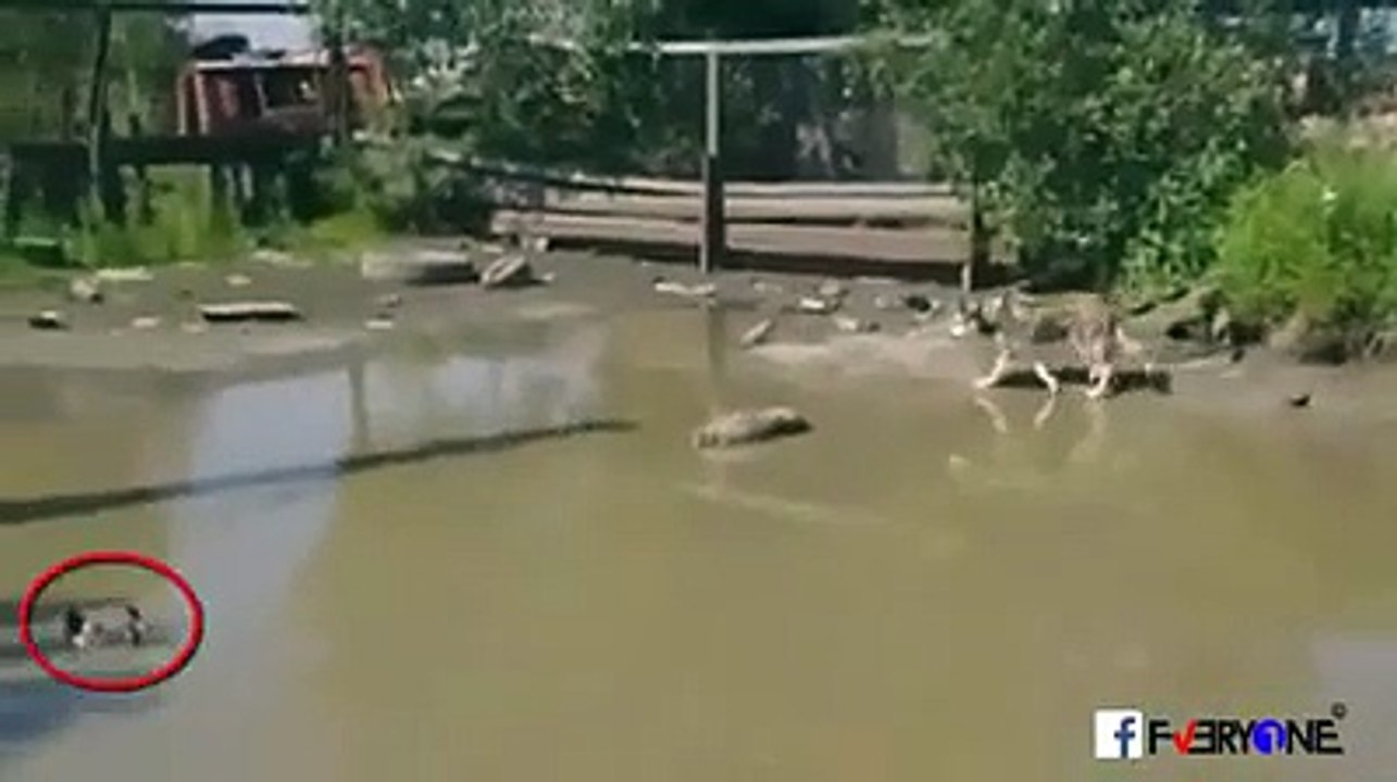 Amazing Video must watch and share