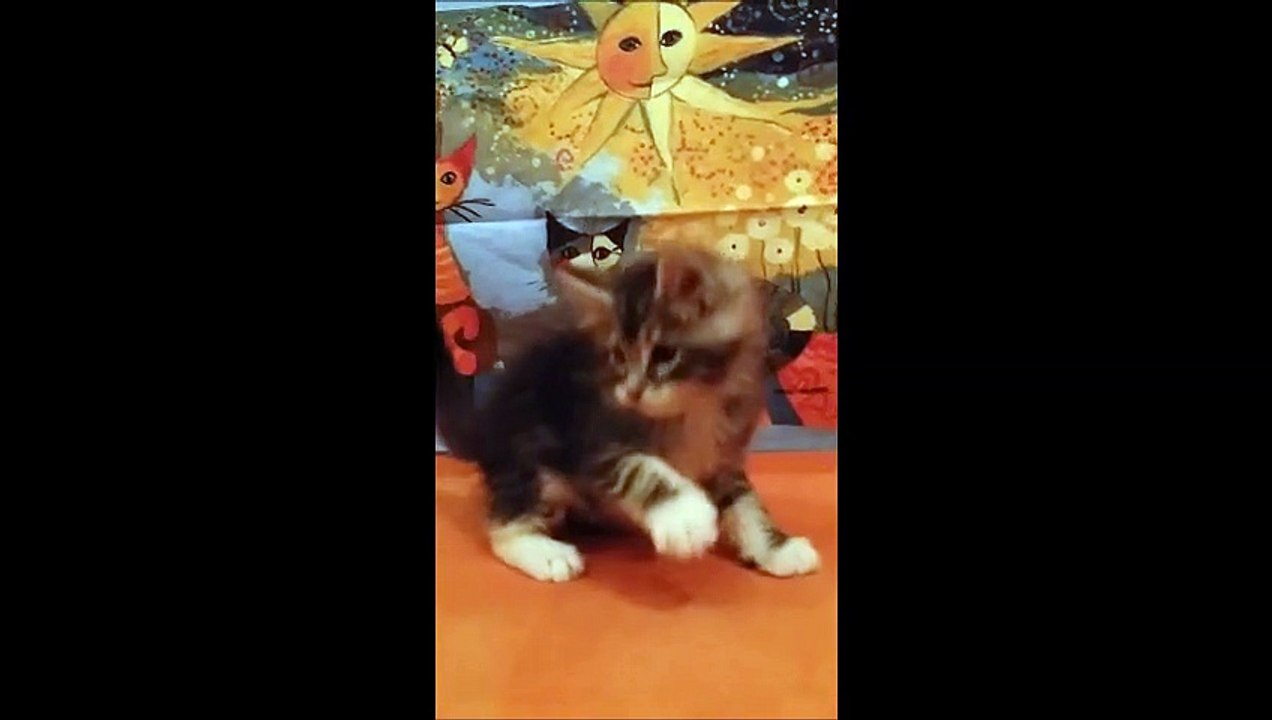 J'Gandalf Jerriko 12-2-15 Vidéo