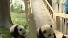 Panda cubs playing and sliding - Панды катаюстя и играют )))