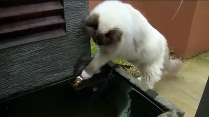 Bu kedi de normal değil. Kedi dediğin balık buldu mu atlar