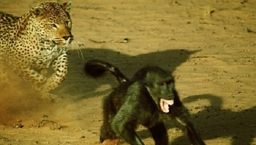 Baboons Attack A Leopard Dailymotion Video 