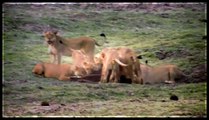Animals Documentary National Geographic: Animals/Wildlife/Nature (Documentary) #05