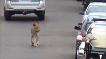 Lion on Bridge causes Traffic Jam in Kruger National Park, South Africa.