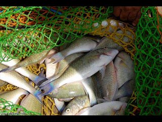 جانا الخير - عبدالحليم حافظ