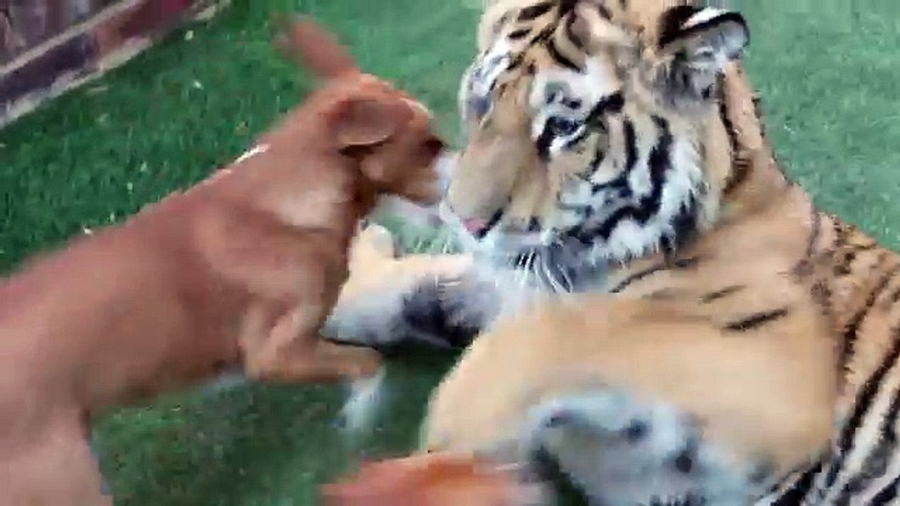 Un tigre joue avec 2 chiens dans le jardin