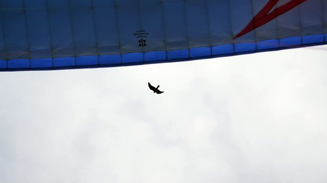 vol avec rapaces et grues 2014