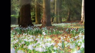 SPRING - SNOWDROPS - I Can t Stop Loving You - HD 720