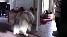 Bibi fermer la porte